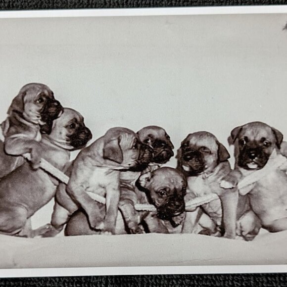 REDUCED Vintage Black and White Framed Photograph of Lucky-the-Boxer - Picture 6 of 8